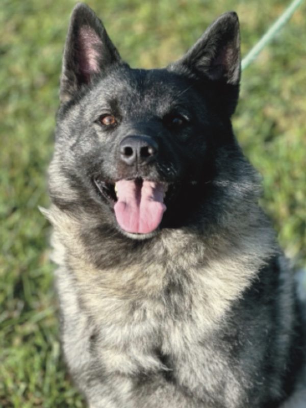 Photo of an alert Sable colored Norwegian Elkhound with his mouth open and tongue hanging out. He is sitting on grass outside.