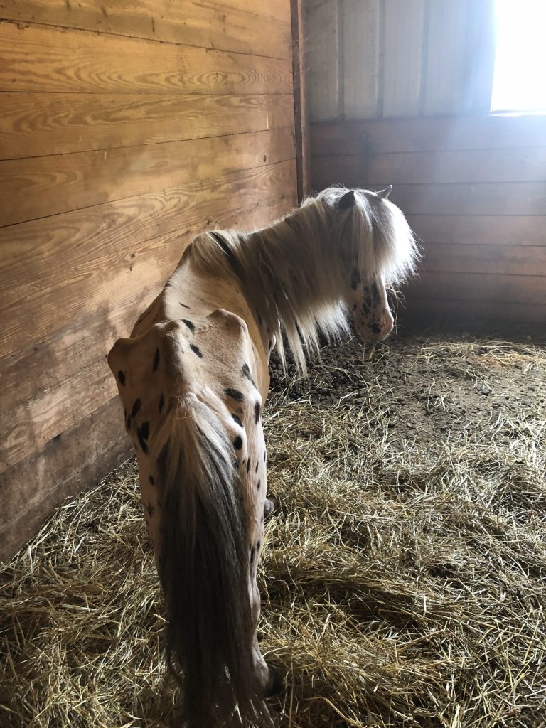 Photo of an emaciated white and black Leopard Appaloosa miniature horse depicting visible hip, rib, and spine bones. The horse is standing in a barn stall.