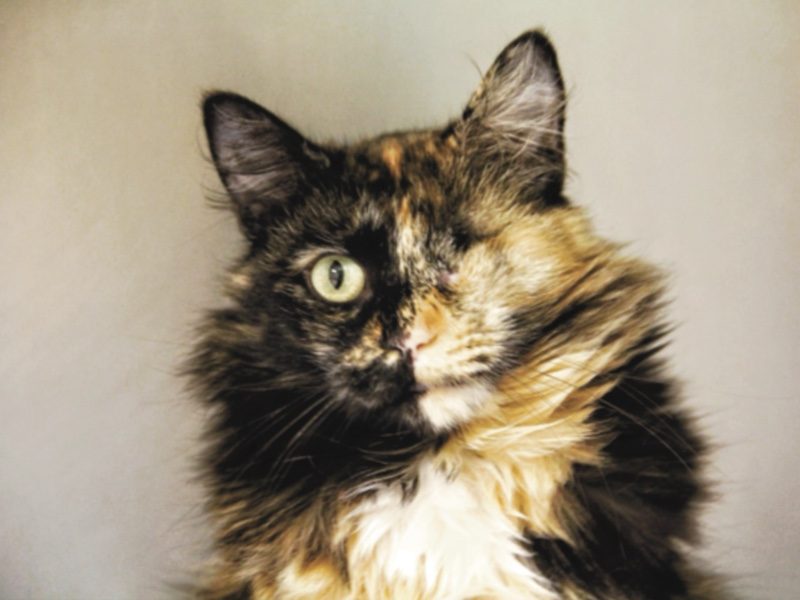 Photo of a Torti colored domestic long hair cat with one eye.