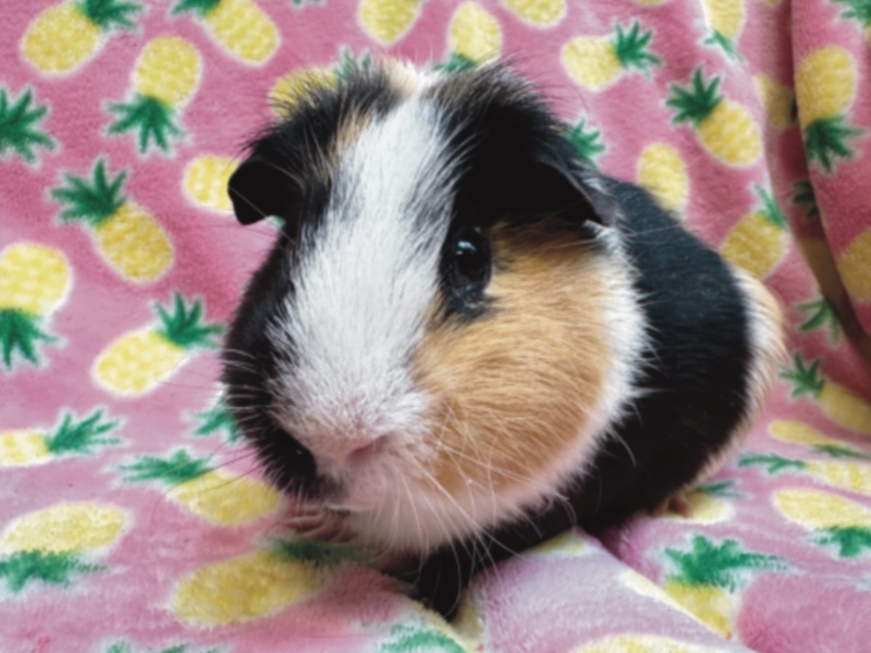 Photo of a tri colored guinea pig sitting on a pink pineapple blanket.