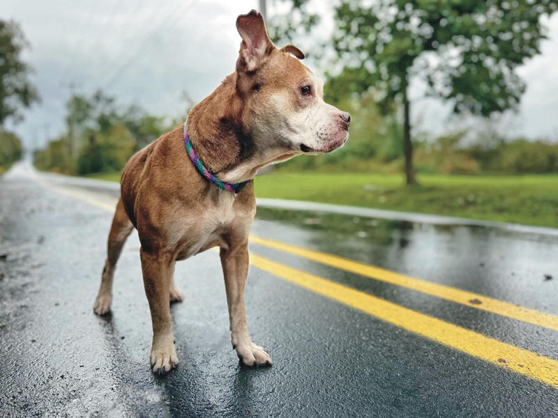 Photo of a senior brown pit bull mix with a greying muzzle standing in the middle of a street. The road is wet, the sky is gray, and the double yellow lines are bright next to the dog as she stares off into the distance.