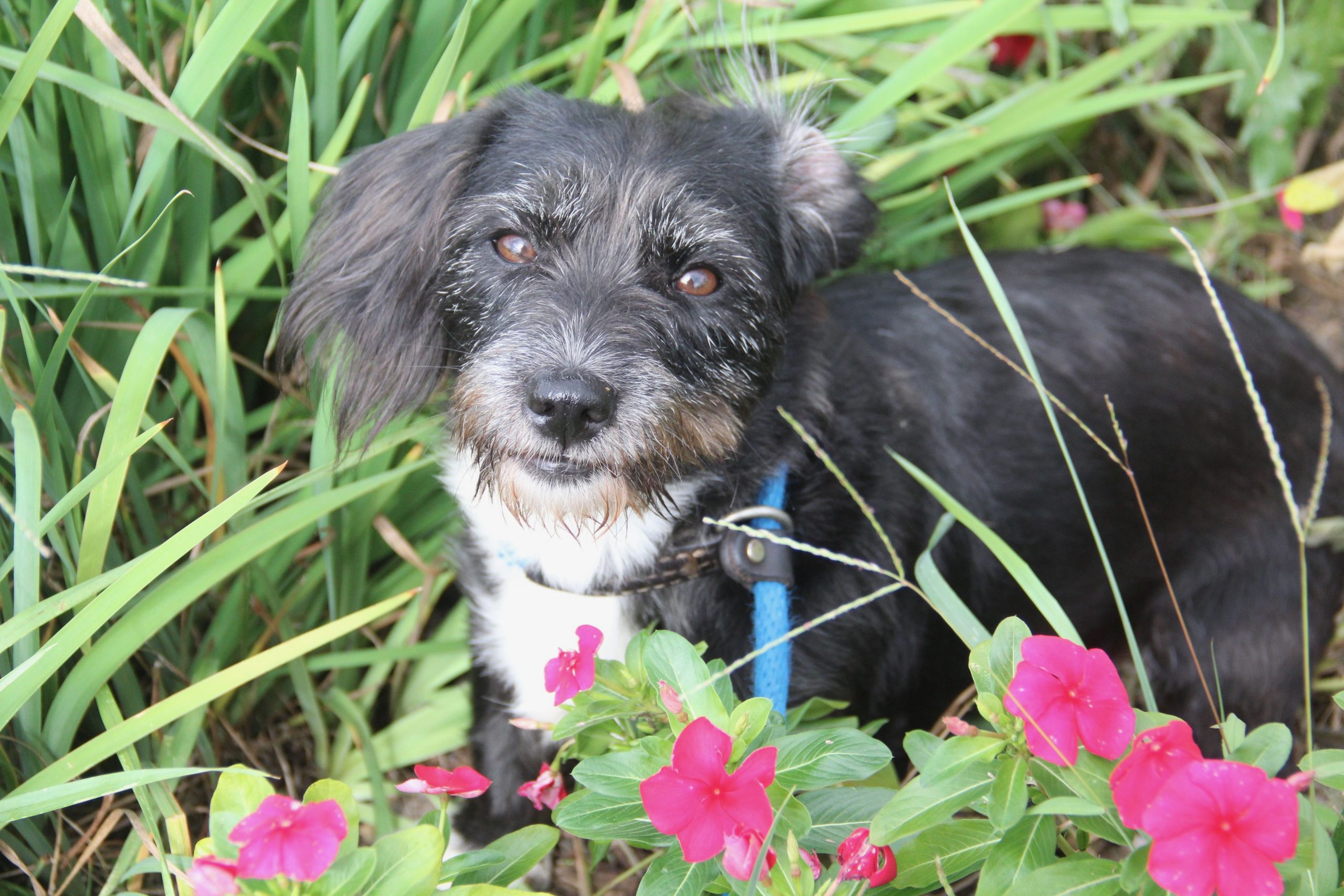 Photo of a small black and white wirey-haired mixed breed dog in a bed of pink flowers. Her one ear is flipped inside out as she looks attentively at the photographer.