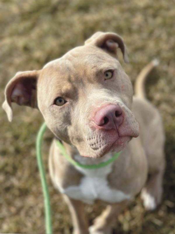 Photo of a tan and white Pit Bull mix type breed dog sitting on grass staring at the photographer with a slight head tilt.