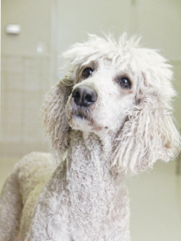 Photo of a cream colored Standard Poodle with clipped hair and a fluffy poof of head hair and sad eyes stares at the photographer with a slight head tilt.