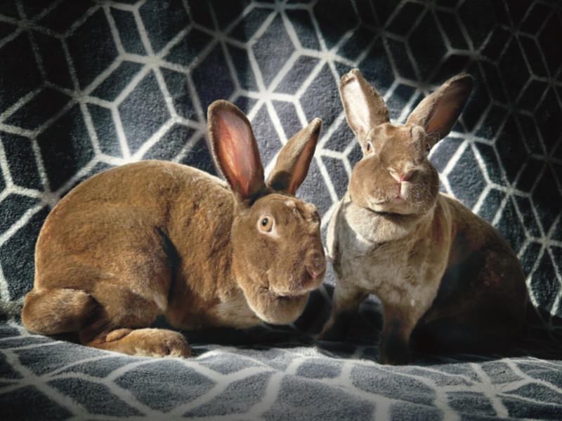 Photo of two brown Rex rabbits with double chins sitting before a gray and white background.