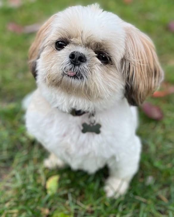 A senior cream and tan colored Shih Tzu sits on green grass outside. A small sliver of the tip of her tongue pokes out between her lips.