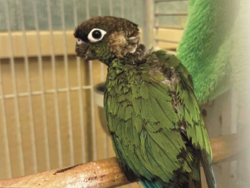 Photo of a small green parrot sitting on a perch in a cage with its back to the photographer and head turned slightly. The bird has missing feathers from the back of its head to its tail.