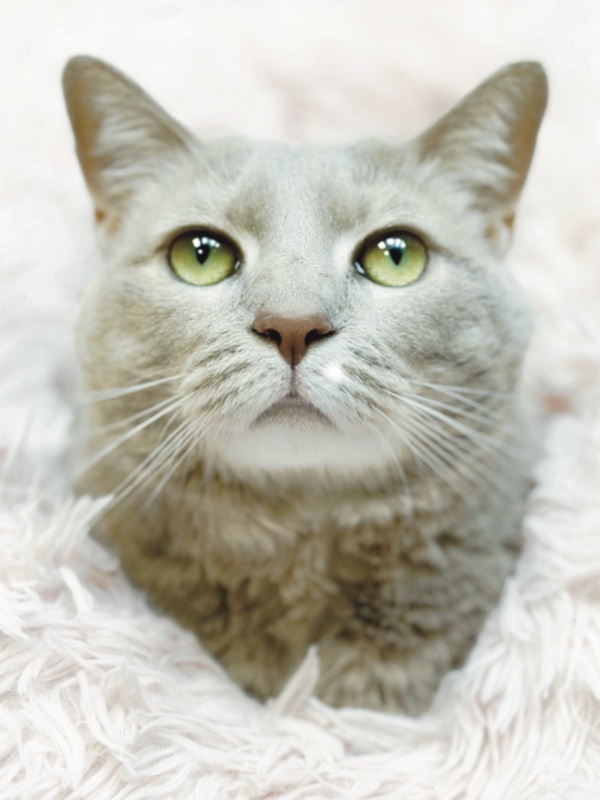 Photo of a light grey Domestic Short Haired adult cat with green eyes laying on its stomach on a fluffy bed.