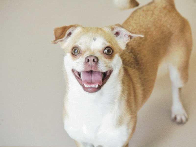 Photo of a small tan and white Chihuahua type breed dog standing indoors. The dog's mouth is open with bottom front teeth and tongue showing in what appears to be a very big smile as he looks at the photographer.